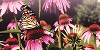 butterfly on echinacea